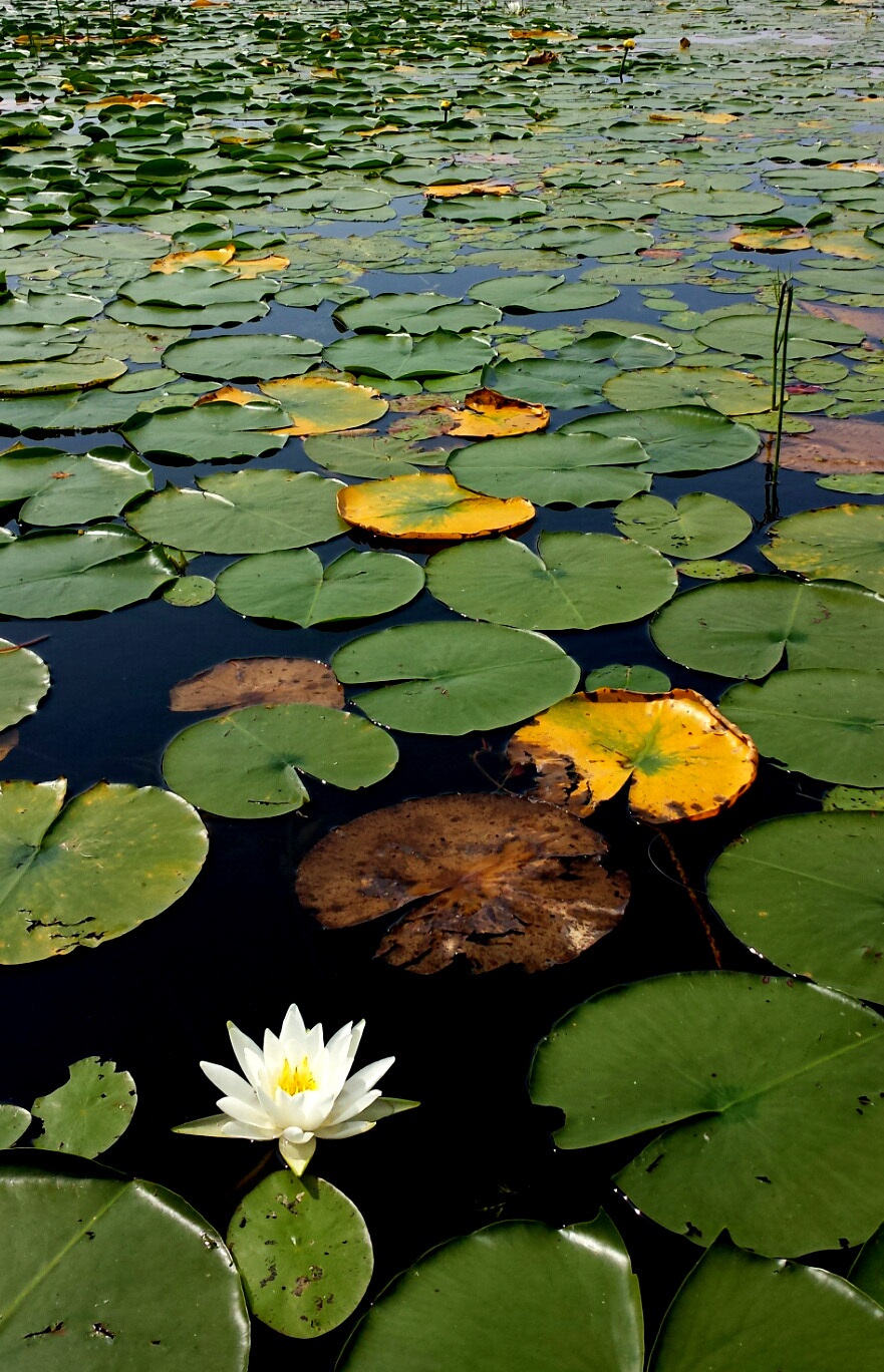 QUIET WATERS OF FOREST COUNTY