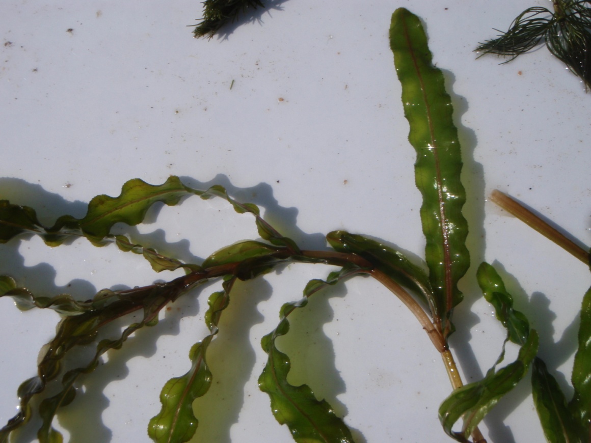 Curly Leaf Pondweed (Potamogeton crispus)