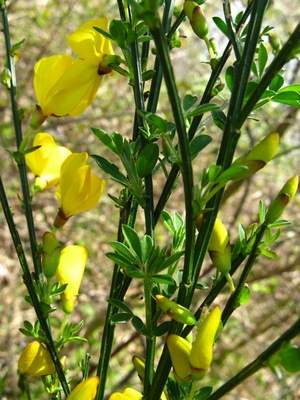 Scotch Broom is considered invasive and 'prohibited' in Wisconsin by the state DNR, but that hasn't stopped some local garden centers from offering it for sale. Be informed and stay away from this plant. Photo courtesy of the Wisconsin Department of Natural Resources. / Submitted