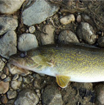 Deadly Fish Disease Could Cause Mass Die-Offs In Lake Winnebago, Researchers Say