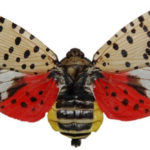 Spotted Lanternfly Alert