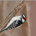 Downy vs Hairy Woodpecker – Identification Tips