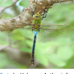 “Wonders in the Skies: The Spectacular Dragonfly Migration of Northern Wisconsin”