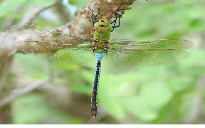 “Wonders in the Skies: The Spectacular Dragonfly Migration of Northern Wisconsin”