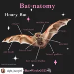 Bat Week