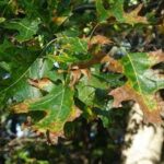 Pruning Oak Trees in Winter: A Crucial Step to Preventing Oak Wilt