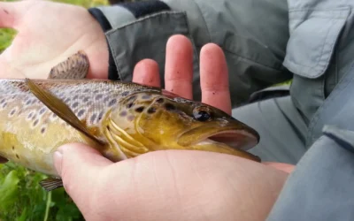 Whirling Trout Disease