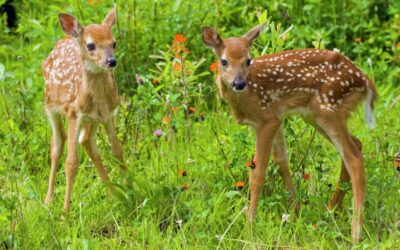 Deer Fawns