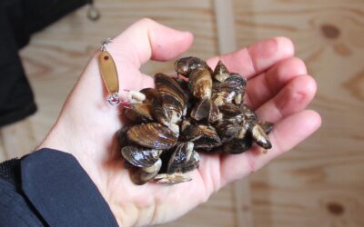 ‘Deeply disturbing news.’ Invasive quagga mussels documented in Geneva Lake; first finding in Wisconsin inland lake