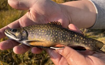 Field Notes: The Fish of Vilas County