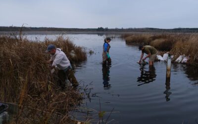 Waterfowl create new challenges in effort to restore wild rice on Spur Lake in Oneida County