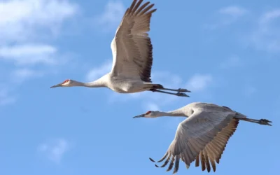 Communities in the Northwoods to celebrate World Migratory Bird Day