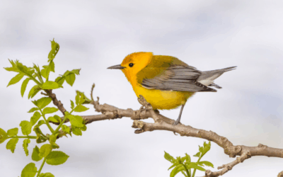Help Birds During Spring Migration
