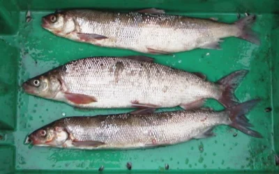 Great Lakes’ $7 Billion Fishing Industry