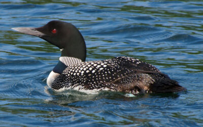 Early-season Scrambling– The Loon Project
