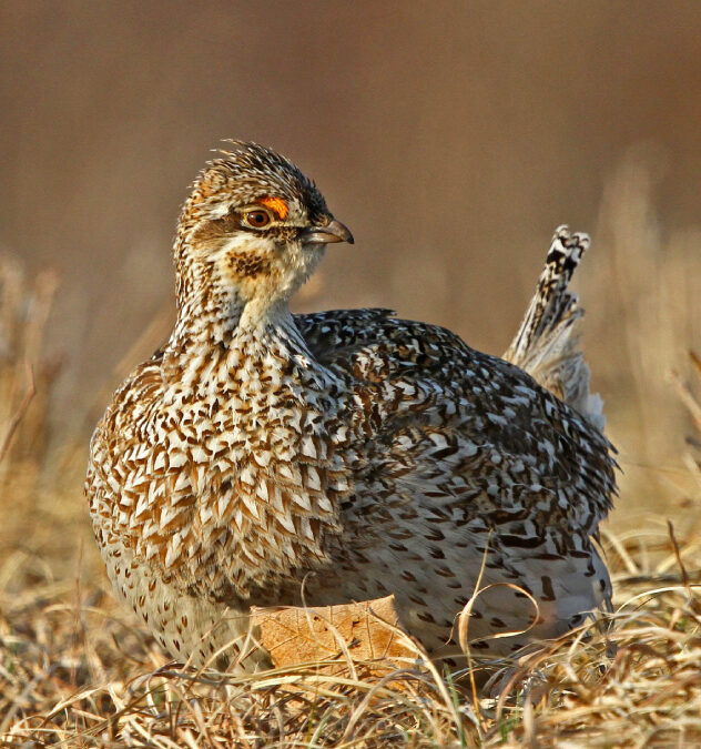When We Lose Land, We Lose Wildlife!