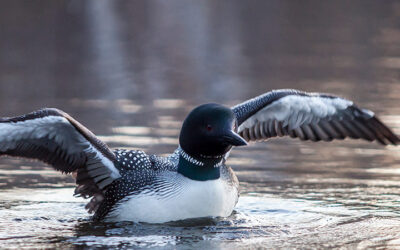Protect Loons! Do your part.