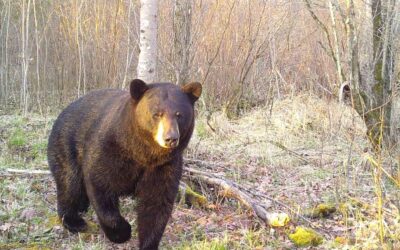 Be Bear Aware: Take Steps Now To Avoid Potential Conflicts with Black Bears This Spring