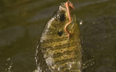 Canadian Nightcrawlers: More Than Just Bait