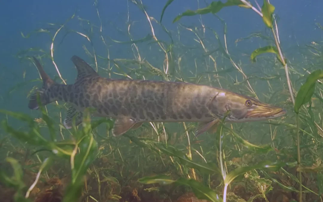 Muskie Season Set to Open