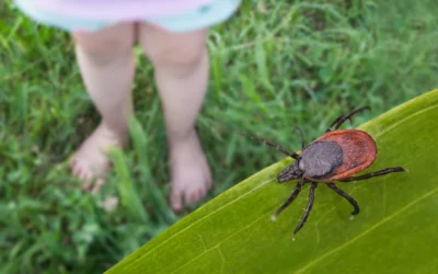 Wisconsin hotspot for Lyme disease spread as tick activity increases
