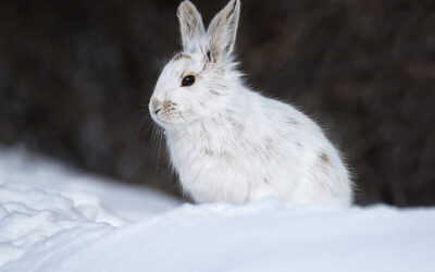 Wisconsin Wildlife in the Winter
