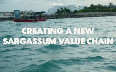 Creating A New Sargassum Value Chain