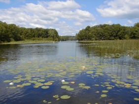 AQUATIC PLANTS