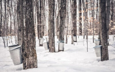 Maple Syrup Production in the Northwoods
