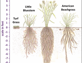 Native Plants and their Importance to our Shorelines