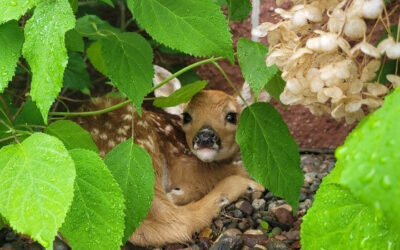 Wisconsin DNR reminds people to keep wildlife wild