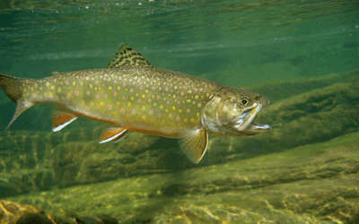 Trout Waters in Forest County