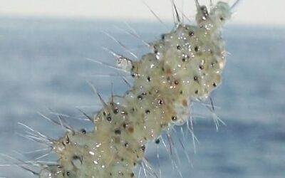 Spiny waterfleas found in Iron County lake