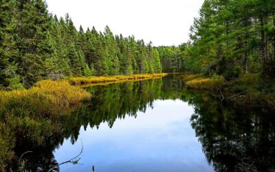 Visit Northern Highland-American Legion State Forest For Its Centennial Celebration, June 7