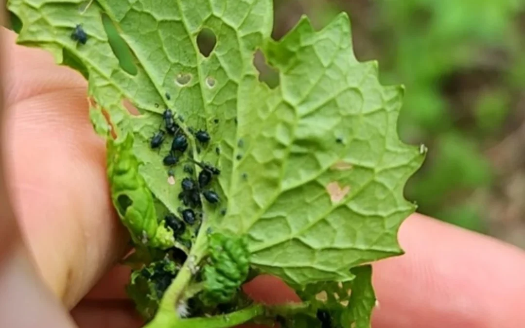 Garlic mustard aphids may help to slow down the invasive plant