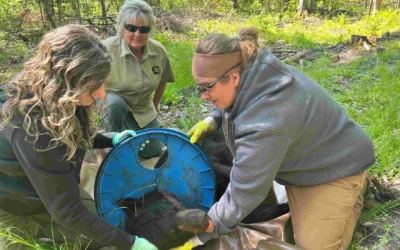 Wildlife experts remove a plastic lid that was stuck on a Michigan bear’s neck for two years