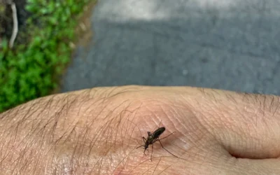 Field Notes: Mosquitoes in the Northwoods