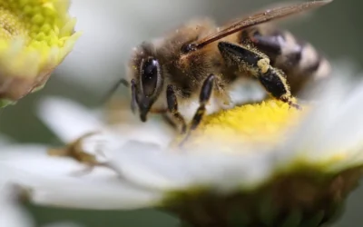 Pollinators need your help to keep doing their important job