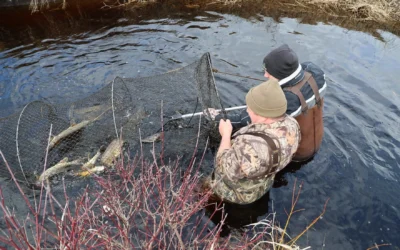 Green Bay collaborations help restore wildlife, wetlands