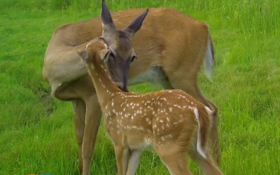 Snapshot Wisconsin celebrates 10 years of capturing wildlife