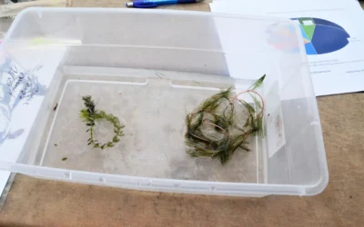 Clean Boats, Clean Waters Landing Blitz focuses on keeping aquatic invasive species out of lakes