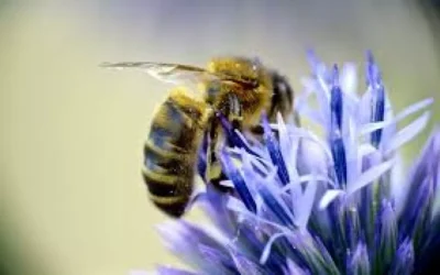 Wisconsin group empowers women to restore prairies, pollinators