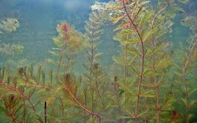 Eurasian Water Milfoil