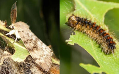 The Spongy Moth in Wisconsin