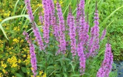 Purple Loosestrife Beetles