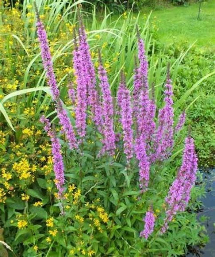 Purple Loosestrife Beetles