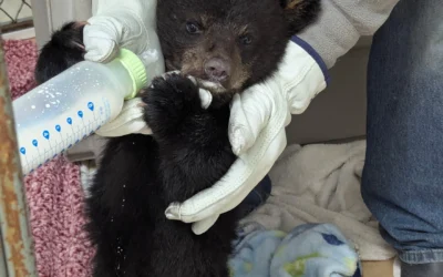 Wild Instincts takes in more than 1,000 animals each year. Its funded almost entirely by donations
