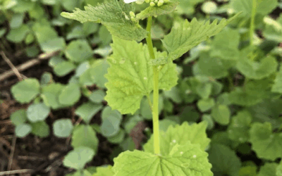 Garlic Mustard in Northern Wisconsin