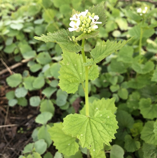 Garlic Mustard in Northern Wisconsin