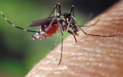 Climate change is giving ticks and mosquitoes more chances to spread disease